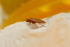 What Happens When the Bed Bugs Bite?