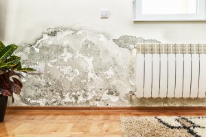Mold Issues and Filing a Successful Water Damage and Mold Claim
