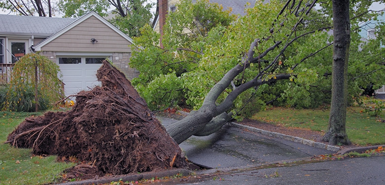 Wind Damage Wind Damage