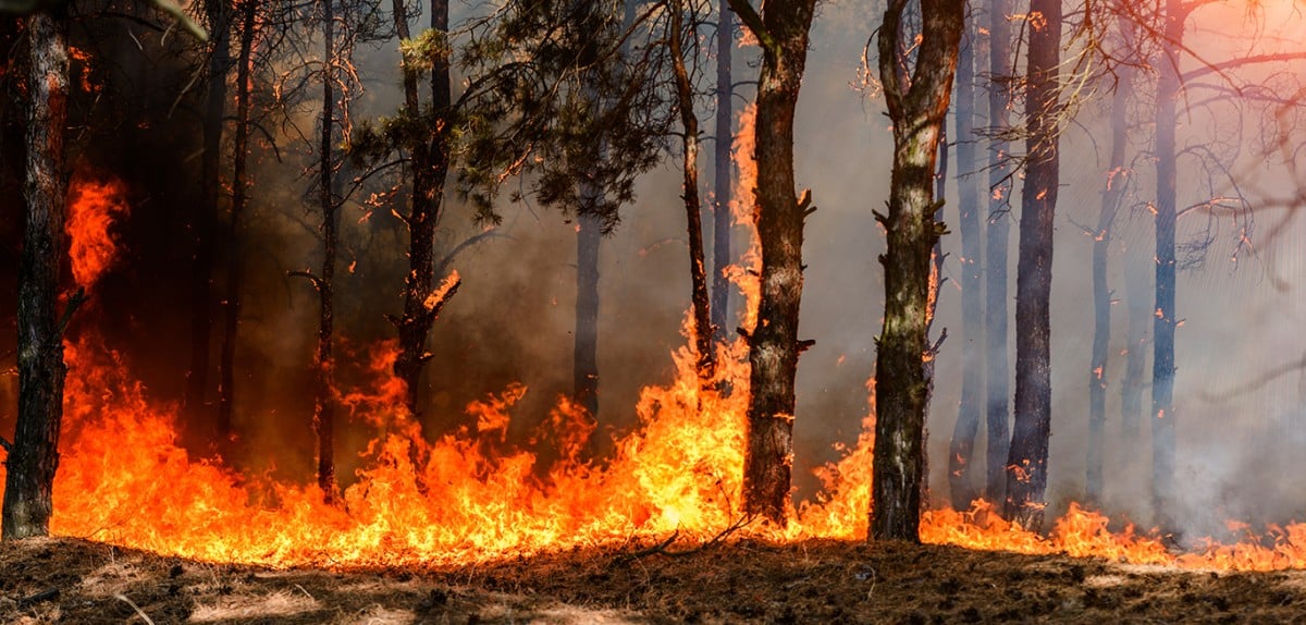 Louisville Kentucky Wildfire Insurance Dispute Lawyers